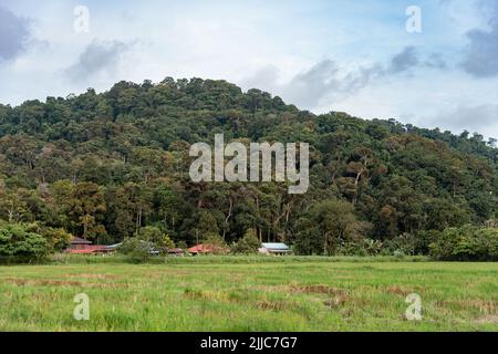 Die schöne Aussicht auf Penang, Balik Pulau. Grünes Reisfeld im Juli. Stockfoto