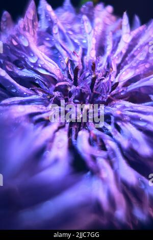 Nahaufnahme von Kornblume nach Regen. Hochwertige Fotos Stockfoto