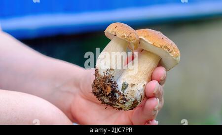 Steinpilze. Eine Frau hält zwei schöne Boletus in der Hand. Nahaufnahme Stockfoto