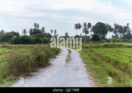 Die schöne Aussicht auf Penang, Balik Pulau. Grünes Reisfeld im Juli. Stockfoto