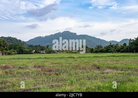 Die schöne Aussicht auf Penang, Balik Pulau. Grünes Reisfeld im Juli. Stockfoto