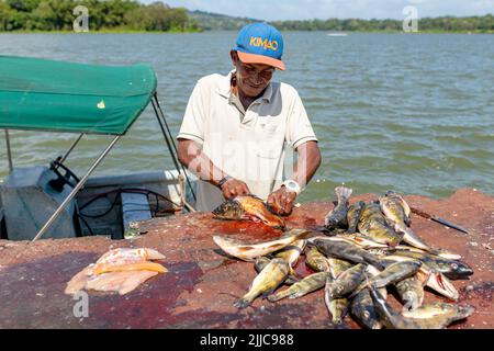 Fischer schneiden und füllen frisch gefangenen Fisch in Panama Stockfoto