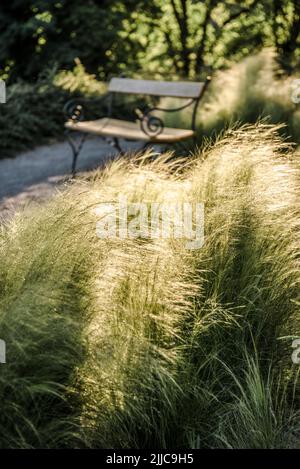 Bank und Sommerrasen Stockfoto