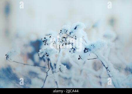 Verwelkte Blüten an dünnen Stängeln, die an einem sonnigen Wintertag mit weißen Schneeflocken bedeckt sind. Natur im Januar. Stockfoto