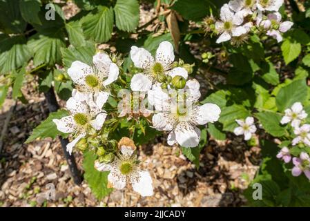 Nahaufnahme der Blüten des Brombeerbuschs „Black Satin“ Brombeeren prambelt Pflanzen blühende Blumen in einem Garten im Frühsommer England Großbritannien Stockfoto