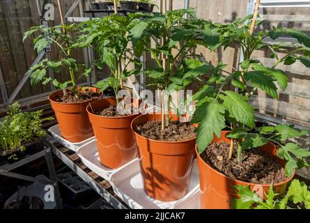 Töpfe mit jungen Bio-Tomatenpflanzen Pflanzen wachsen in einem heimischen Gewächshaus im Sommer England Vereinigtes Königreich GB Großbritannien Stockfoto