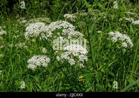 Nahaufnahme der weißen Kuh Petersilie Anthriscus sylvestris apiaceae wilde Kerbel Blumen Blüte im Sommer England UK Vereinigtes Königreich GB Großbritannien Stockfoto