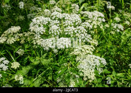 Nahaufnahme der weißen anthriscus sylvestris Kuh Petersilie Wildblumen blühen auf der Sommerwiese England Vereinigtes Königreich GB Großbritannien Stockfoto