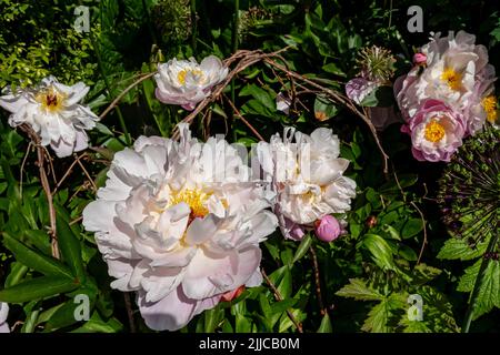 Nahaufnahme von rosa weißen Pfingstrosen paeonia Blumen blühen im Hüttengarten im Sommer England UK Vereinigtes Königreich GB Großbritannien Stockfoto