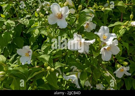 Nahaufnahme von philadelphus coronarius verspotten orange Hydrangeaceae weißen blühenden Blumen blühen in einem Garten Grenze im Sommer England Großbritannien Stockfoto