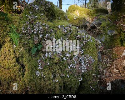 Der Morgenschatten und die Sonne nehmen Details über das hervor, was wahrscheinlich ein Waldkraut ist, das auf einem alten Baumstamm an der Westküste Schottlands wächst. Strachur. Arg Stockfoto