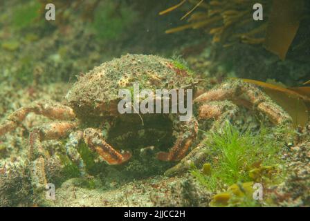 Weibliche gewöhnliche Spinnenkrabbe (Maja brachydactyla) füttert. Fotografiert unter Wasser, Pembrokeshire, Wales, Großbritannien Stockfoto