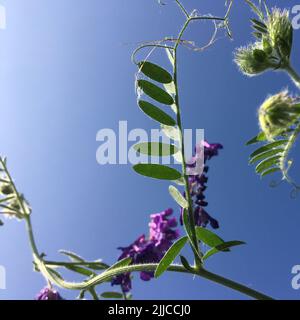 Eine vicia-Cracca-Pflanze, die von unten geschossen wurde. Der blaue Himmel ist sichtbar. Der Fokus liegt auf dem Blatt. Stockfoto