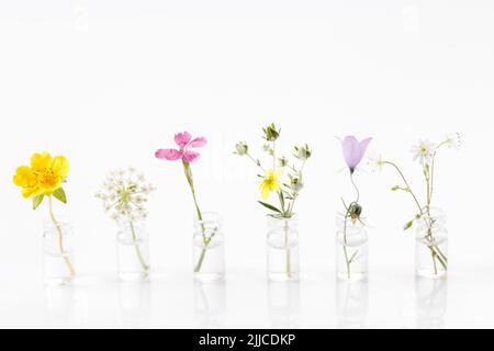 Verschiedene heilende Blüten in kleinen Glasflaschen auf weißem Hintergrund Stockfoto