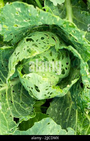 Kohl beschädigte Insekten Schädlinge Nahaufnahme, Blätter Kohl in Loch, von Larven Schmetterlinge und Raupen gefressen. Pflanzenkrankheiten Stockfoto