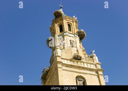 Eine Kolonie von Weißstörchen brütet auf der Iglesia Santa Maria in Ejea de los Caballeros, Spanien Stockfoto