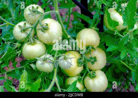 Auf den Zweigen der Pflanze reifen Tomaten. Bedeckt mit Wassertropfen nach Regen Stockfoto