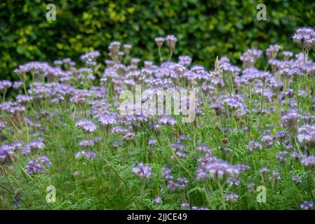 Phacelia tanacetifolia (lacy phacelia) in voller Blüte im Hochsommer. Wird in der Landwirtschaft verwendet, um bestäubende Insekten anzuziehen und als grüner Dünger. Stockfoto
