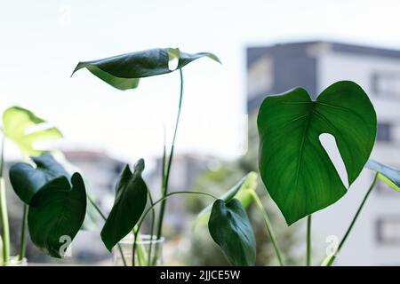 Vermehrung der Schweizer Käsefabrik , Philodendron Monstera im Wasser Stockfoto