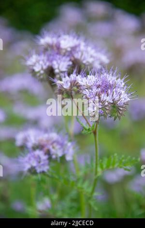 Phacelia tanacetifolia (lacy phacelia) in voller Blüte im Hochsommer. Wird in der Landwirtschaft verwendet, um bestäubende Insekten anzuziehen und als grüner Dünger. Stockfoto