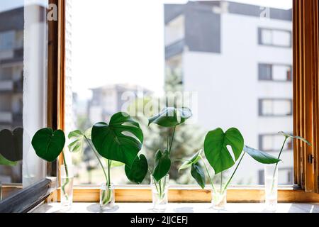 Vermehrung der Schweizer Käsefabrik , Philodendron Monstera im Wasser Stockfoto