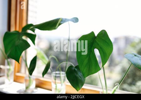 Vermehrung der Schweizer Käsefabrik , Philodendron Monstera im Wasser Stockfoto