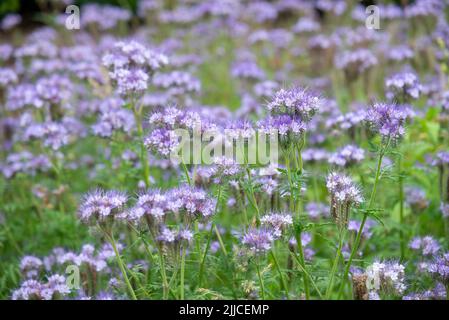 Phacelia tanacetifolia (lacy phacelia) in voller Blüte im Hochsommer. Wird in der Landwirtschaft verwendet, um bestäubende Insekten anzuziehen und als grüner Dünger. Stockfoto