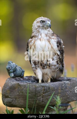 Ein Red Tail Hawk (Buteo jamaicensis), der seine Füße in einem Vogelbad auf Cape Cod, Massachusetts, USA, einweicht Stockfoto