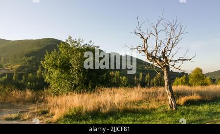 Ein einsamer Baum und Sträucher im frühen Morgenlicht auf dem Pilgerweg nach Santiago de Compostela Stockfoto