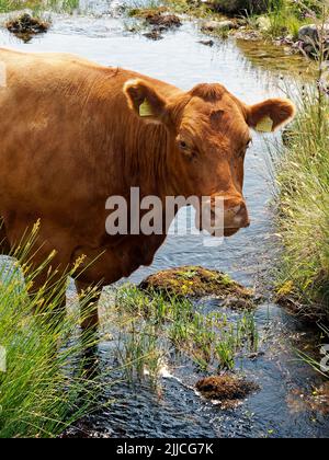 Devon Rote Kuh, die sich im Fluss Meavy abkühlt Stockfoto