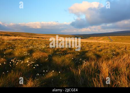 Blick über die Pennine Hills in Richtung Tann Hill an einem windigen Abend mit Cotton Grass im Vordergrund, North Yorkshire, England, Großbritannien. Stockfoto