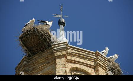 Eine Kolonie von Weißstörchen brütet auf der Iglesia Santa Maria in Ejea de los Caballeros, Spanien Stockfoto