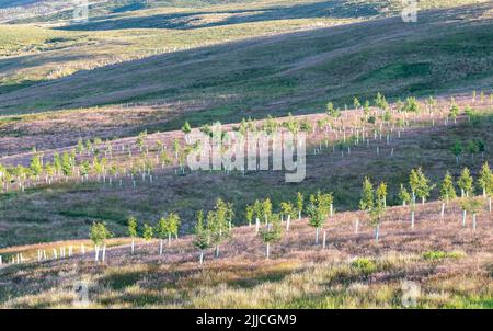 Bäume, die in den Yorkshire Dales im Rahmen von Umweltschutzmaßnahmen auf Moorland gepflanzt wurden. Cumbria, Großbritannien. Stockfoto