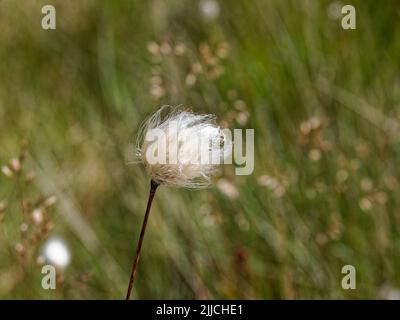 Hase-Schwanz Baumwollgras (Eriophorum vaginatum) Stockfoto