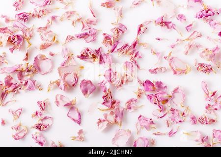 Hintergrund aus getrockneten roten Rosenblättern isoliert auf weiß. Natürliche Kräuterkosmetik. Draufsicht. Stockfoto