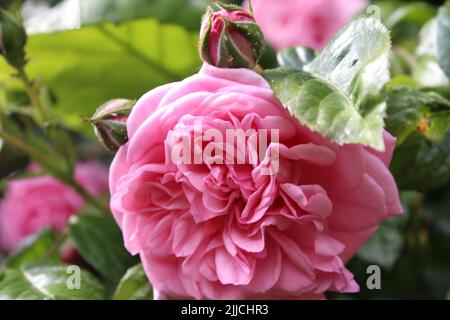 Rose Blütenstand Makrofotografie. Der Sommer blüht aus nächster Nähe. Rosa Rosen im Garten. Rosa Blütenblätter. Grüner Hintergrund. Üppiges Laub. Buchse. Stockfoto