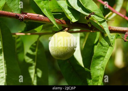 Nahaufnahme reifender Pfirsich im peachtree, Prunus persica Melred. Holländischer Garten, Sommer, Juli Stockfoto