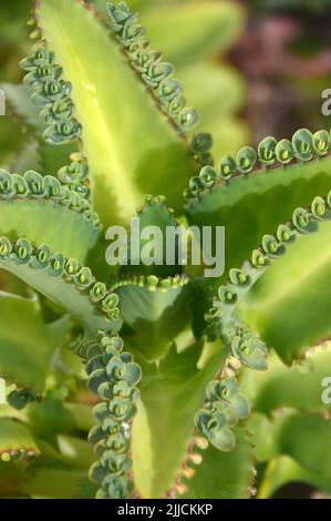 Mutter von Tausenden/Alligatorenanlage (Kalanchoe Daigremontiana) Sukkulentenanlage im Garten des Wingfield Estate in St. Kitts & Nevis, Karibik. Stockfoto