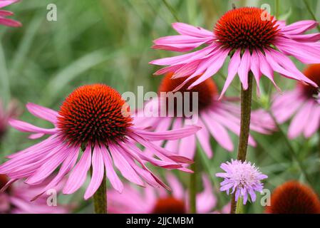 Echinacea Purpurea 'Pink Glow' (Purple Coneflower) wird im RHS Garden Harlow Carr, Harrogate, Yorkshire, Großbritannien, angebaut. Stockfoto