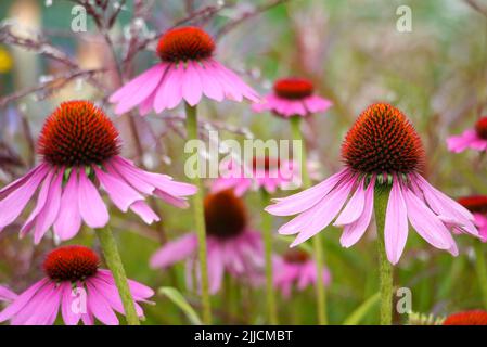 Echinacea Purpurea 'Pink Glow' (Purple Coneflower) wird im RHS Garden Harlow Carr, Harrogate, Yorkshire, Großbritannien, angebaut. Stockfoto