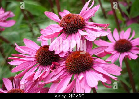 Echinacea Purpurea 'Pink Glow' (Purple Coneflower) wird im RHS Garden Harlow Carr, Harrogate, Yorkshire, Großbritannien, angebaut. Stockfoto