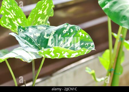 Caladium praetermissum, Colocasia esculenta, Colocasia Hilo Beauty oder Caladium-Pflanze oder Caladium bicolor Stockfoto