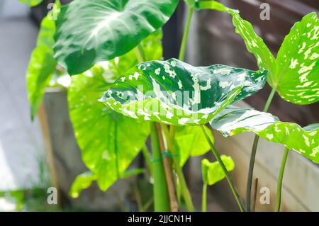 Caladium praetermissum, Colocasia esculenta, Colocasia Hilo Beauty oder Caladium-Pflanze oder Caladium bicolor Stockfoto