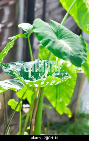 Caladium praetermissum, Colocasia esculenta, Colocasia Hilo Beauty oder Caladium-Pflanze oder Caladium bicolor Stockfoto