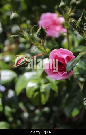 Rosebuds Makrofotografie. Der Sommer blüht aus nächster Nähe. Rosa Rosen im Garten. Rosa Blütenblätter. Grüner Hintergrund. Üppiges Laub. Buschiger Baum. Geschenk Stockfoto