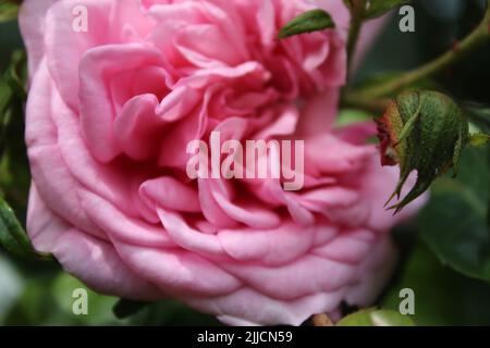 Rosebuds Makrofotografie. Der Sommer blüht aus nächster Nähe. Rosa Rosen im Garten. Rosa Blütenblätter. Grüner Hintergrund. Üppiges Laub. Buschiger Baum. Geschenk Stockfoto