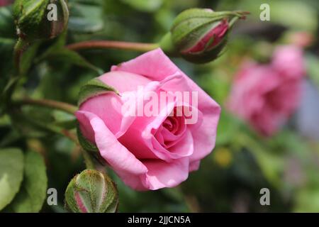 Rosebuds Makrofotografie. Der Sommer blüht aus nächster Nähe. Rosa Rosen im Garten. Rosa Blütenblätter. Grüner Hintergrund. Üppiges Laub. Buschiger Baum. Geschenk Stockfoto