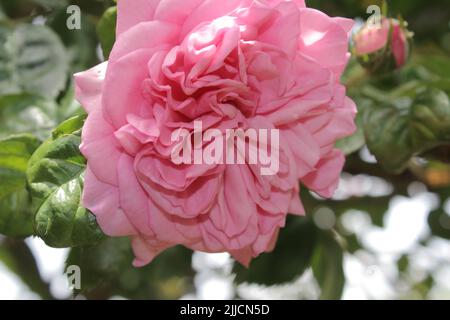 Rosebuds Makrofotografie. Der Sommer blüht aus nächster Nähe. Rosa Rosen im Garten. Rosa Blütenblätter. Grüner Hintergrund. Üppiges Laub. Buschiger Baum. Geschenk Stockfoto