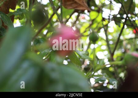 Rosebuds Makrofotografie. Der Sommer blüht aus nächster Nähe. Rosa Rosen im Garten. Rosa Blütenblätter. Grüner Hintergrund. Üppiges Laub. Buschiger Baum. Geschenk Stockfoto