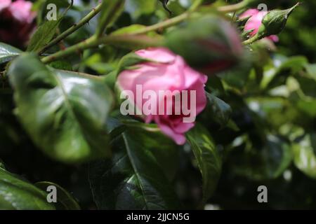 Rosebuds Makrofotografie. Der Sommer blüht aus nächster Nähe. Rosa Rosen im Garten. Rosa Blütenblätter. Grüner Hintergrund. Üppiges Laub. Buschiger Baum. Geschenk Stockfoto